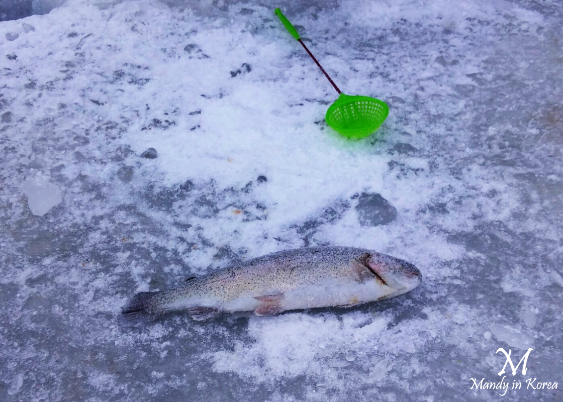 【韓國冬天】京畿道清平冰上釣魚